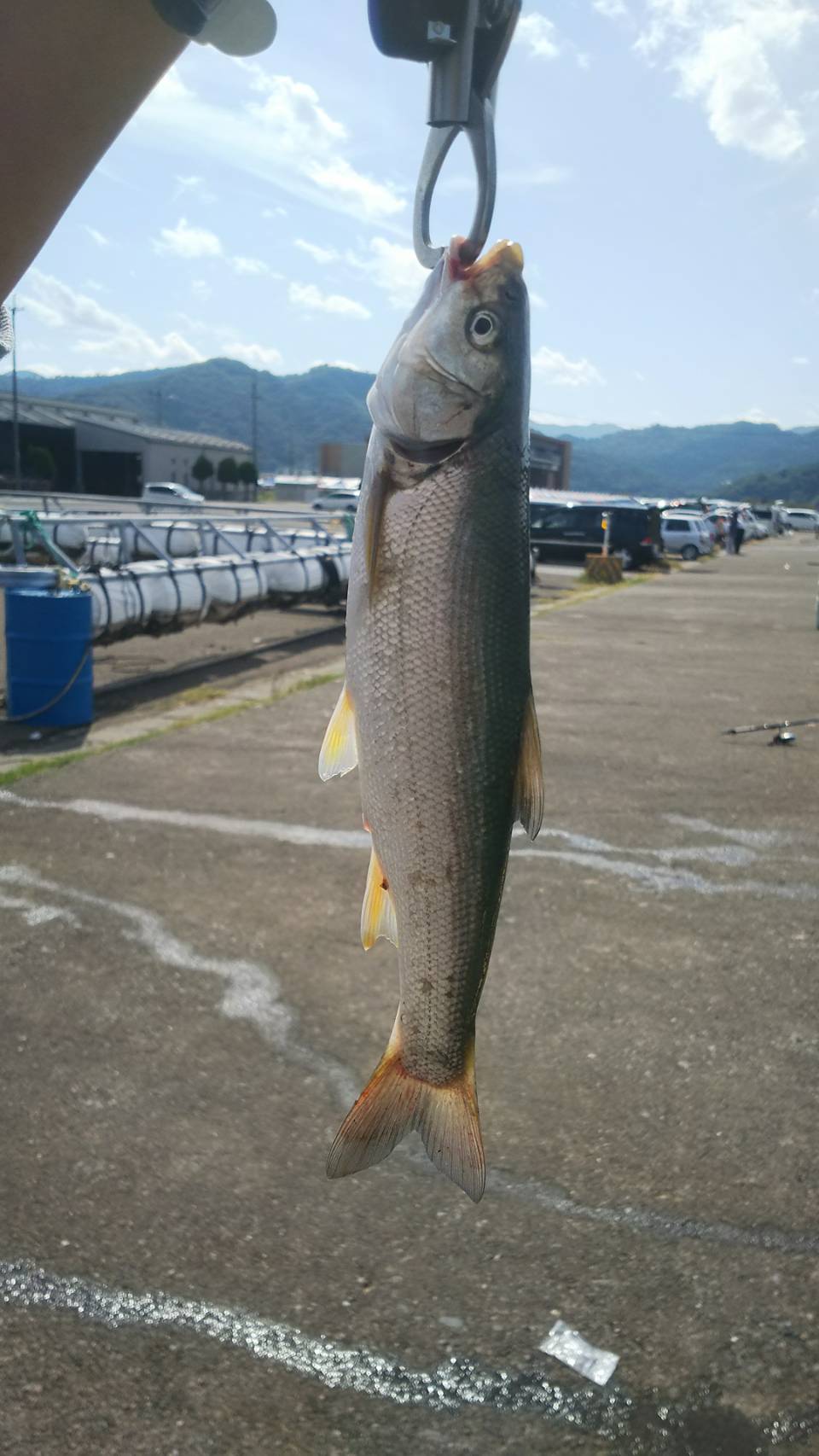 小浜新港で釣れたウグイ 家族釣りどっとこむ 釣りパパ日誌